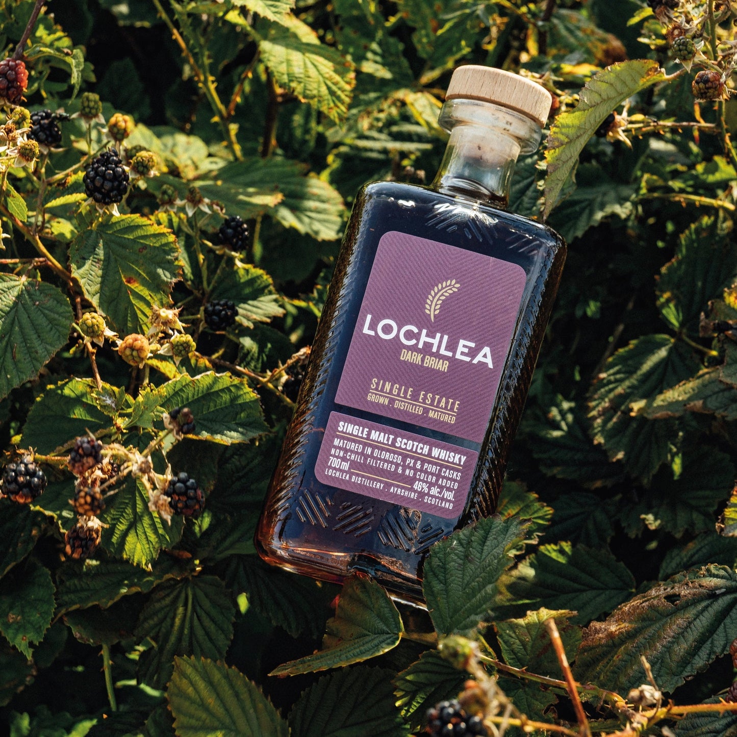 Lochlea Dark Briar - Spirited