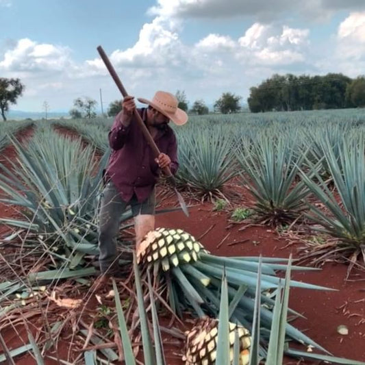 What is the difference between Tequila and Mezcal?