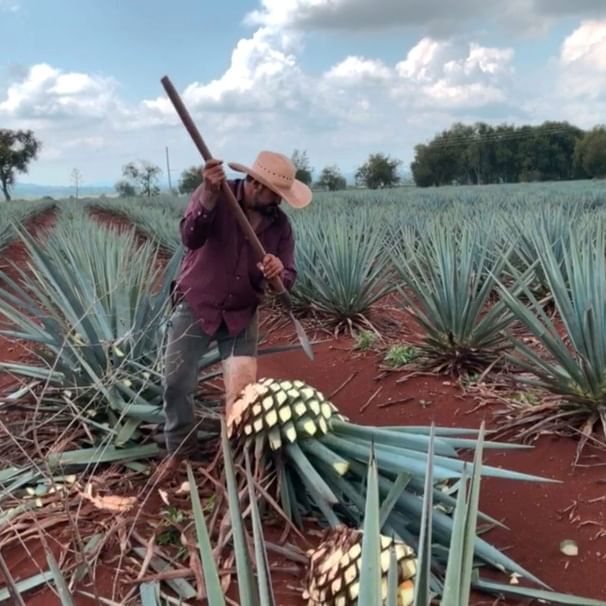 What is the difference between Tequila and Mezcal? - Spirited